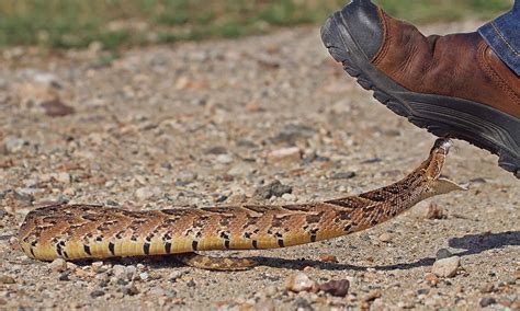 The Best Snake Boots You Can Buy Today - A-Z Animals