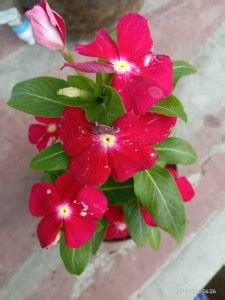 MINNAL TRADERS Sadabahar Plant Price in India - Buy MINNAL TRADERS ...