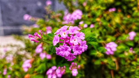 15 Sun-Loving Plants That Thrive In Blazing Afternoon Heat (With A Few ...