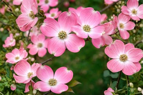 Dwarf Pink Dogwood Seeds - Cornus Florida | Hardy Flowering Tree - Etsy