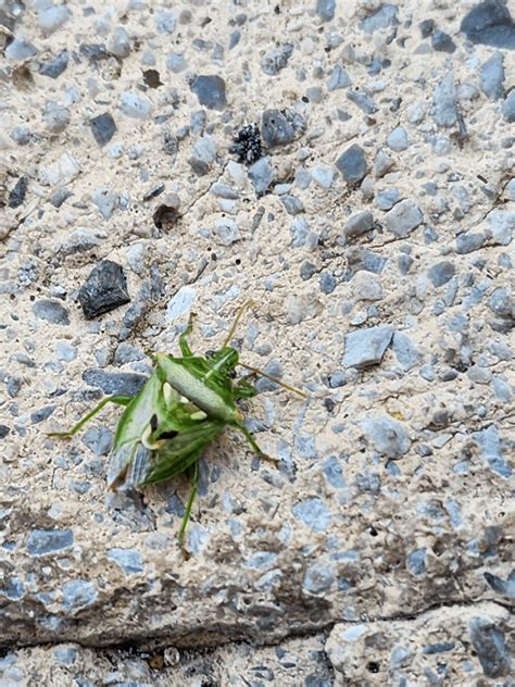 Green zelda shield looking bug Guatemala city Guatemala : r/whatsthisbug