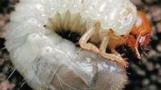 कृषी ज्ञान - भुईमूगमधील हुमणी किडीचे व्यवस्थापन - अ‍ॅग्रोस्टार