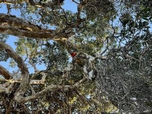 Parrot & Birds poster & TOTA POSTERS Waterproof Vinyl Sticker Poster ...