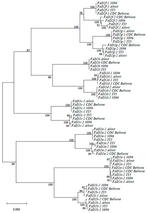 Key FAD2, FAD3, and SAD Genes Involved in the Fatty Acid Synthesis in ...