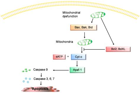 Biomarkers of Chondrocyte Apoptosis and Autophagy in Osteoarthritis