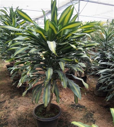 Dracena Massangeana - Corn Plant | TheGreenyard.in