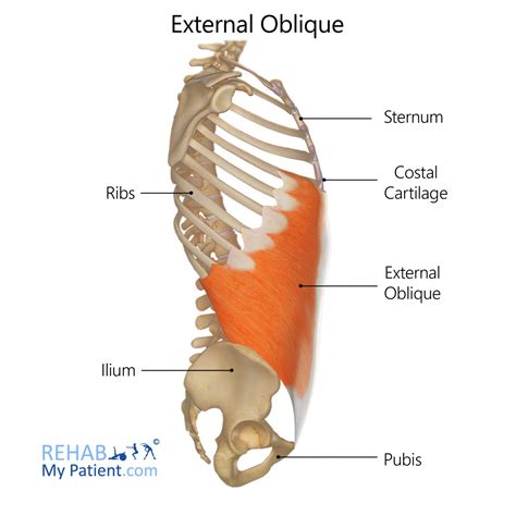 External Oblique | Rehab My Patient