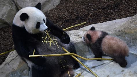 French-born panda cub makes first public appearance