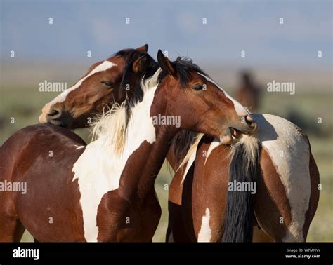 Wild horses / Mustangs, two pintos, mutual grooming, McCullough Peaks ...