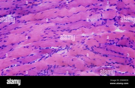 Image result for Skeletal Muscle Tissue Under Microscope