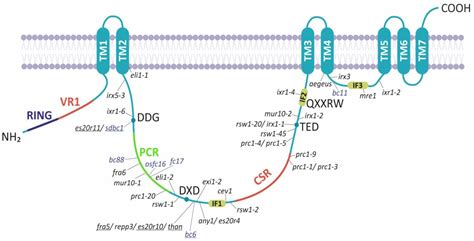 Updating Insights into the Catalytic Domain Properties of Plant ...