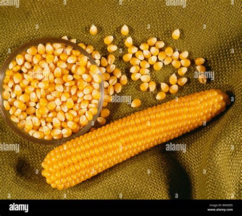 POPCORN, PEARL TYPE (ZEA MAYS EVERTA) / STUDIO Stock Photo - Alamy