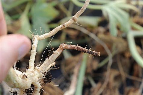 Black root rot of cucurbits - Prevention, Control and Damage