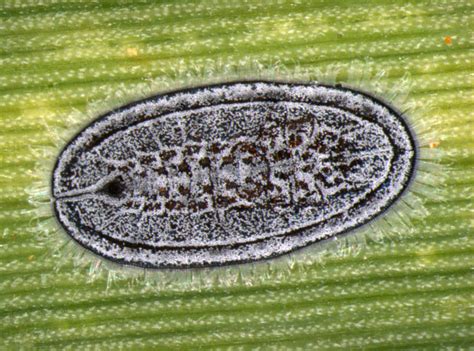 Insect Pests