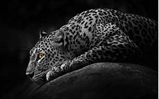 Jaguar Abstract Wallpaper by 71 Black Jaguar Wallpaper On Wallpapersafari Jaguar Abstract Wallpaper