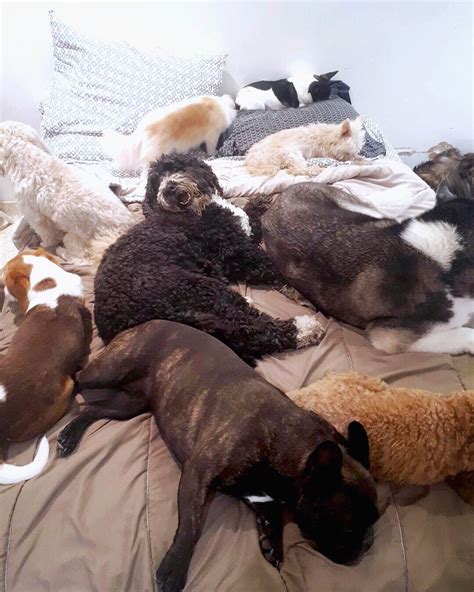 Boarding For Dogs, Toronto - Park9 Dog Playcare, Spa + Resort