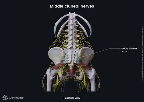 Middle cluneal nerves (female pelvis) | Anatomy.app