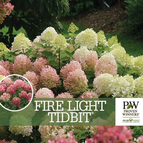 FIRE LIGHT TIDBIT, 4" Pot Size ® Proven Winners Colorchoice Flowering ...