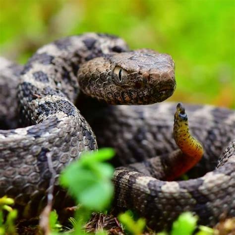 [600+] Snake Pictures | Wallpapers.com