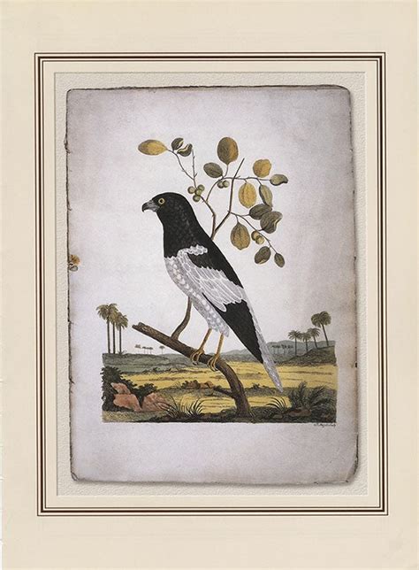 Pied Harrier (circus Melanoleucos) – Posterally Studio