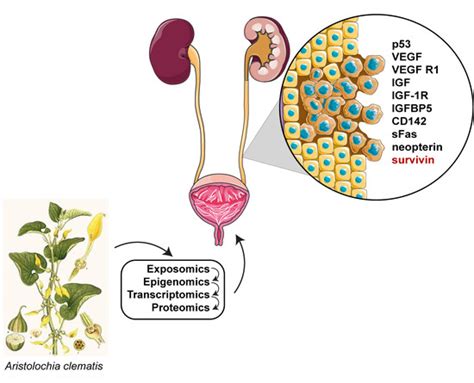 Predictive Markers for Malignant Urothelial Transformation in Balkan ...