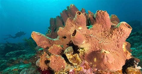 Humans Came From Sponges? Genes Linked To 700 Million-Year-Old Sea Sponges