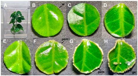 Transcriptional Dynamics Underlying Somatic Embryogenesis in Coffea ...