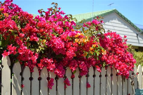 Bougainvillea Flowers: Planting, Growing, and Caring for Bougainvilleas