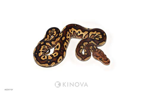 Image result for Spotnose Ball Python