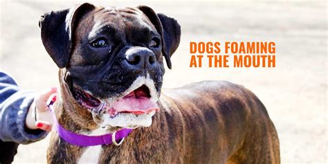 Why Do Dogs Foam at the Mouth – Reasons, Solutions, Prevention & FAQ