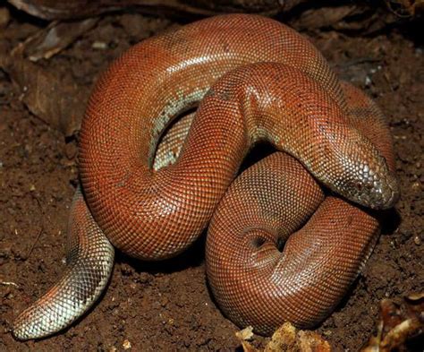 जानिए आखिर क्यों होती है दो मुंहा सांप की विदेशों में तस्करी, क्या ...