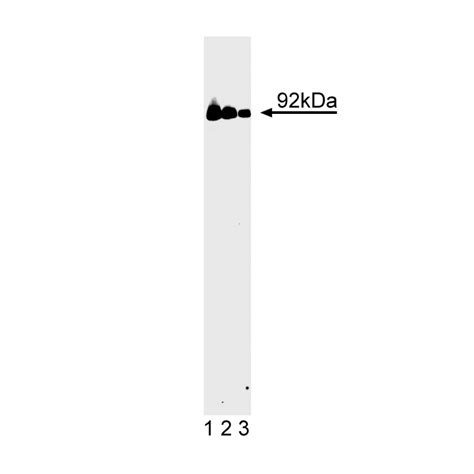 Purified Mouse Anti-Stat3