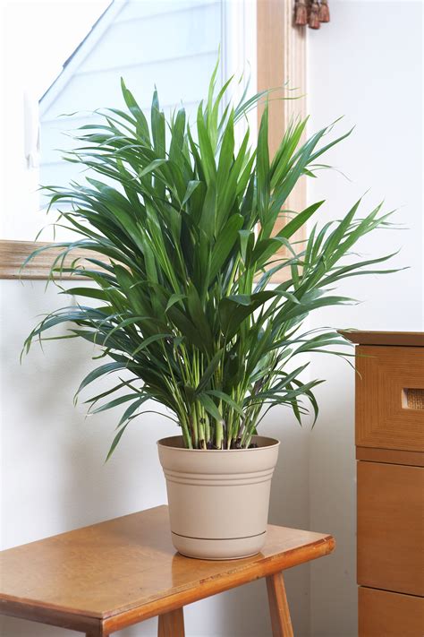 14 Best Indoor Palm Plants for Adding a Tropical Touch to Your Home