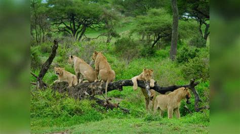 IUCN Green Status assessment: Lion population declining in Africa and India
