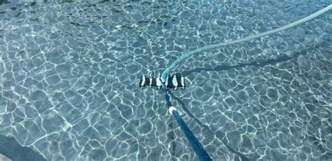 Using a Pool Vacuum 的图像结果