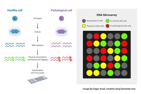 Microarray Machine 的图像结果