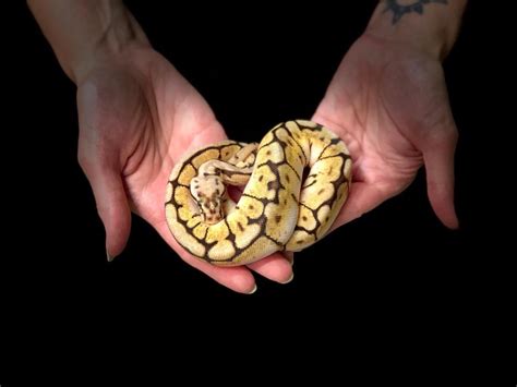 Image result for Spider Ball Python