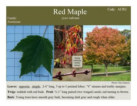 Image result for Red Maple Tree Identification