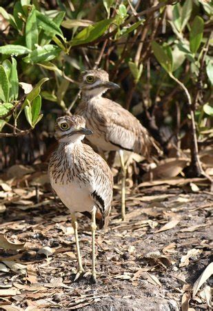 Excursies Gambia (Kotu) - 2022 What to Know Before You Go (with Photos ...