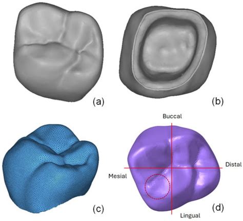 Oral | An Open Access Journal from MDPI