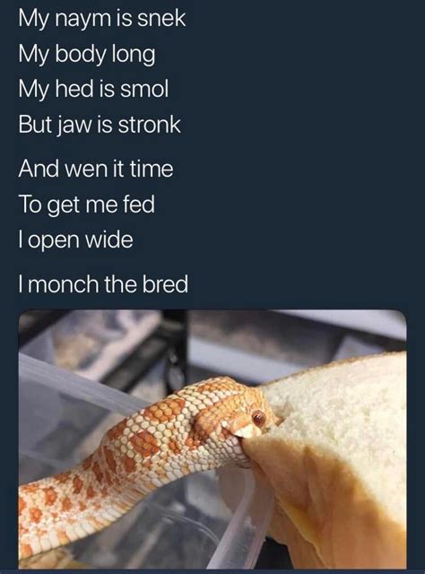 Sneaky snake meme : r/snakes