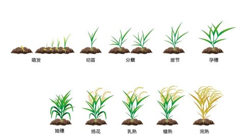 水稻的生长过程_百度知道