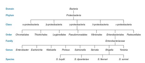 Image result for Types of Bacteria Classification