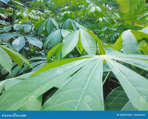 Cassava Leaf Green Plants in Indonesia Stock Image - Image of evergreen ...