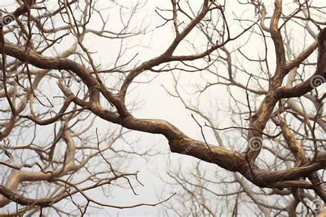 Image result for Interlinked Tree
