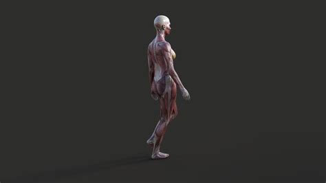 Animated Human Body 的图像结果