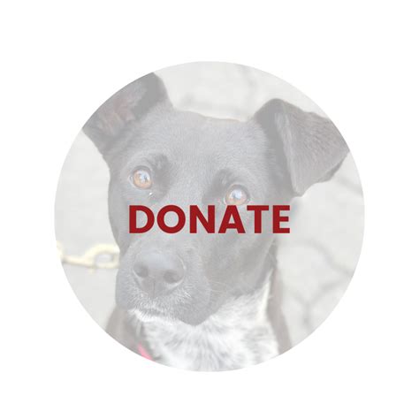 Dog Star Rescue | Best CT Dog Rescue | Adopt Rescue Dog CT