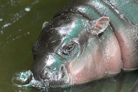 Baby pygmy hippo Moo Deng now has an official song | The Independent