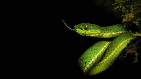 Through The Lens: Herping Around The Western Ghats — A Photostory