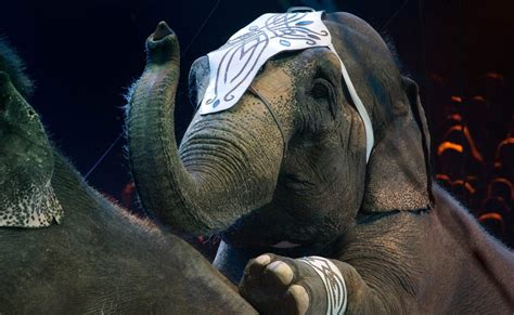 Image result for Animal Testing Controversy